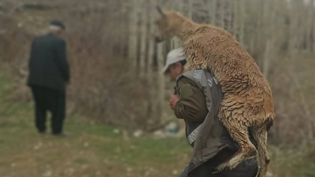 Hasta yaban keçisini 3 kilometre sırtında taşıdı